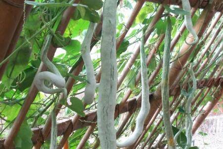 �߹ϵĲ���_�߲���ֲ