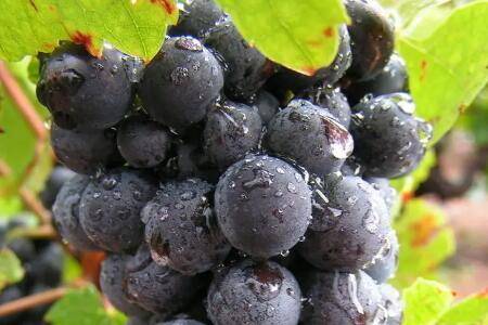 青色葡萄的五大品种_瓜果种植