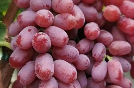 深红无核葡萄品种介绍_瓜果种植