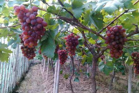 7月份葡萄树的修剪方法_瓜果种植