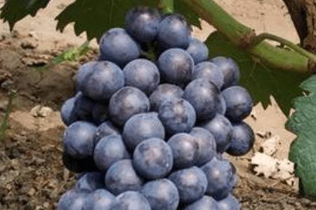 葡萄膨大期需肥特点及施肥方法_瓜果种植