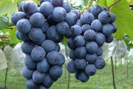 黑色无籽葡萄的常见品种_瓜果种植