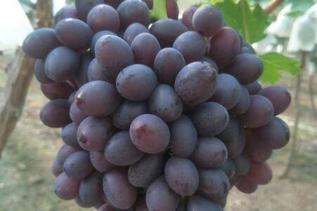 五大进口葡萄品种简介_瓜果种植