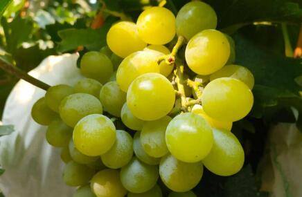 绿色葡萄的四大品种介绍_瓜果种植