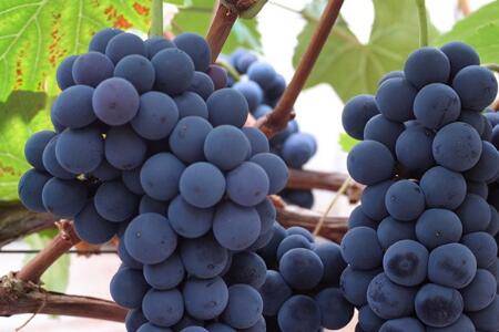 �ĺ���������������_�Ϲ���ֲ