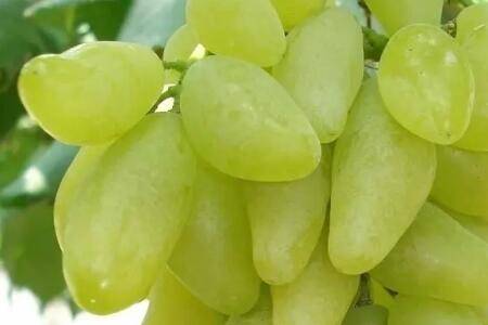 五种好吃的葡萄品种_瓜果种植
