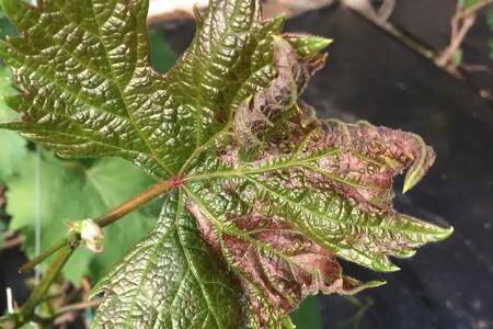 ����ҶƬ����ĳ���ԭ��_�Ϲ���ֲ