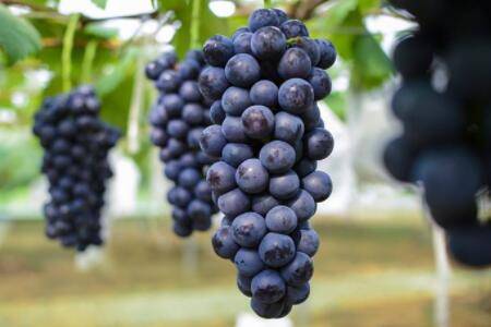 夏黑葡萄为什么要膨大处理_瓜果种植