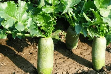 ���ܲ���ô��ֲ�����պ���ֲ������ʱ��_�߲���ֲ