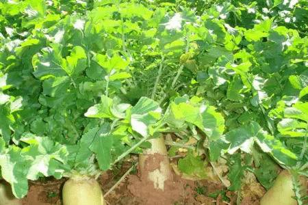 ���ܲ��������_�߲���ֲ