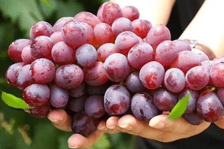 ����ɽ����Ʒ������Щ_�Ϲ���ֲ