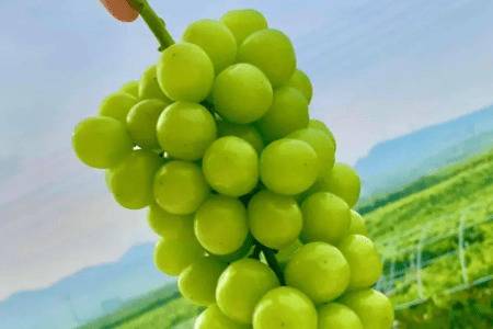 ����õ��������û����_�Ϲ���ֲ