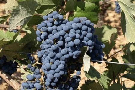 无籽葡萄的主要品种_瓜果种植