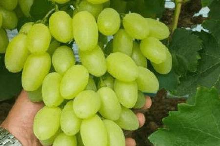 ��Ƥ���ѵ����Ʒ��_�Ϲ���ֲ