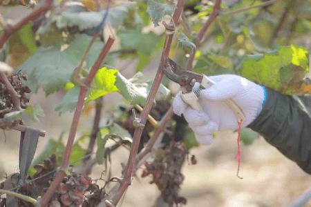 ���Ѽ�֦ʱ��ͼ�֦����_�Ϲ���ֲ