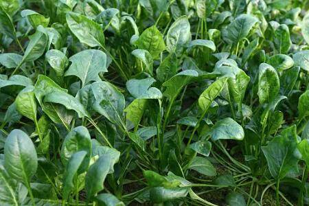 �������Ӳ��ݶ೤ʱ�䷢ѿ_�߲���ֲ