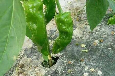 辣椒落果打什么药好_蔬菜种植