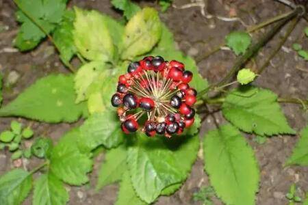 珠子参的种植技术_药材种植