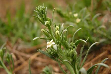 百蕊草的种植技术_药材种植