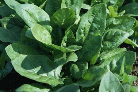 北方秋菠菜什么时间种植_蔬菜种植