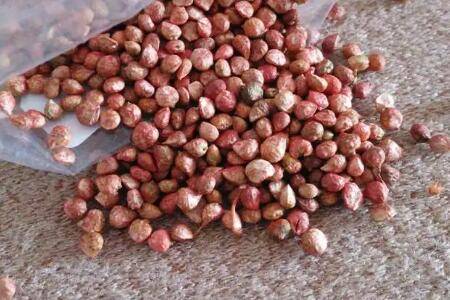 菠菜种子怎么快速催芽_蔬菜种植