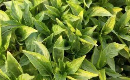 辣椒冻害怎么解决_蔬菜种植