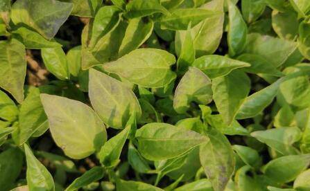 辣椒冻害有什么症状,辣椒冻害能不能恢复_蔬菜种植