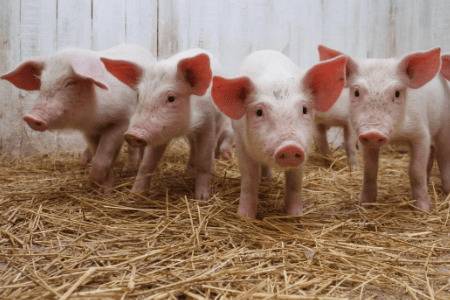 小仔猪拉稀能不能喝庆大霉素_养猪