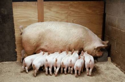 哺乳母猪的正常体温是多少_养猪
