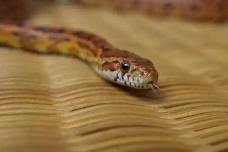 家中怎么快速驱蛇_养蛇