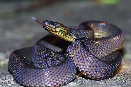 养蛇用什么样的盒子_养蛇