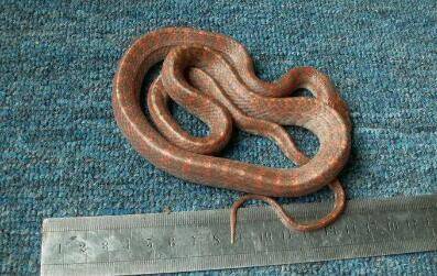 水赤链与火赤链蛇有什么区别_养蛇