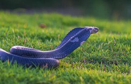 �ߵ������೤_����