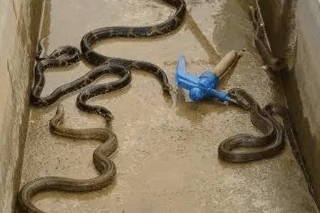 养蛇需要哪些设备_养蛇