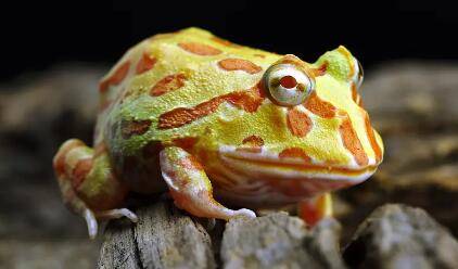 角蛙的寿命多长_养蛙