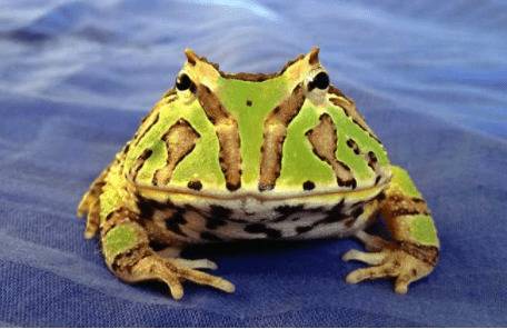 角蛙怎么看多大年龄?_养殖问答