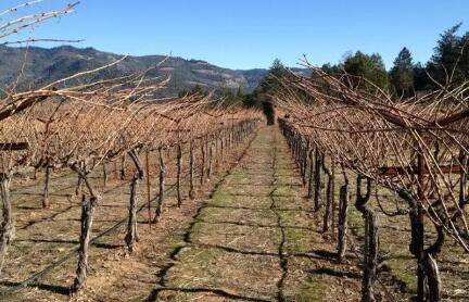 葡萄树过冬防冻方法_瓜果种植