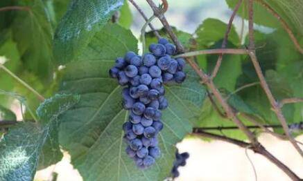 超小葡萄是不是山葡萄_瓜果种植