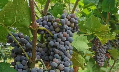 葡萄下架后的修剪方法_瓜果种植