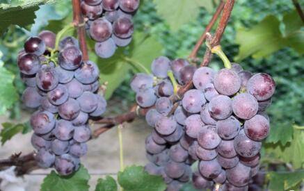 葡萄果粒长不大的处理方法_瓜果种植