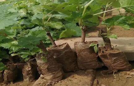 小葡萄苗施什么肥长得快_瓜果种植