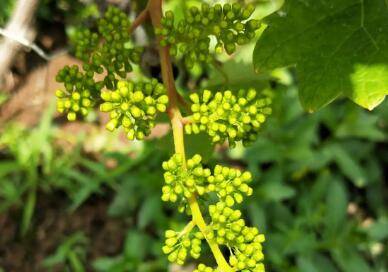 葡萄花穗弱的处理方法_瓜果种植