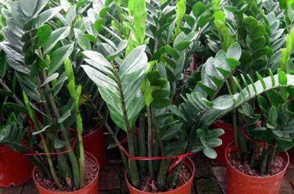 金钱树有没有毒_花草种植