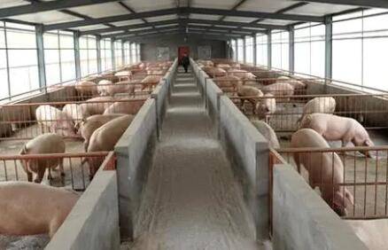 小型养猪场的审批流程_养猪