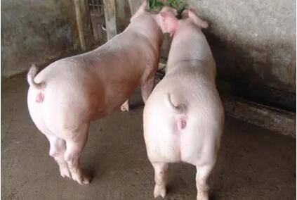美系母猪的主要特点_养猪