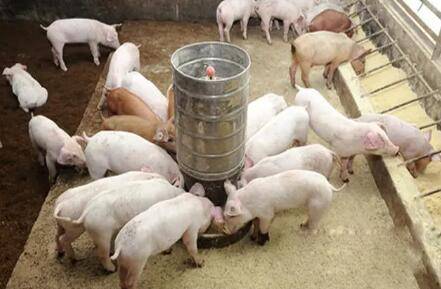 小猪教槽料要吃多长时间_养猪