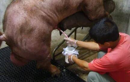 公猪采精的注意事项,务必防止被公猪咬伤_养猪