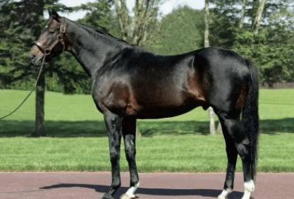 马有多少种颜色_养驴