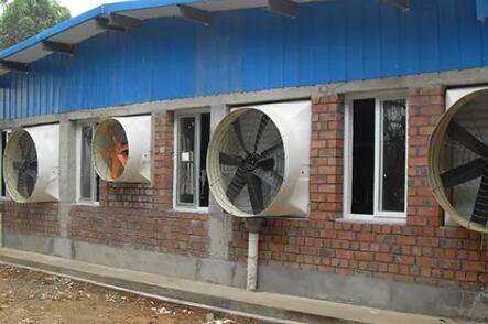 猪舍的窗户标准高度是多少_养猪