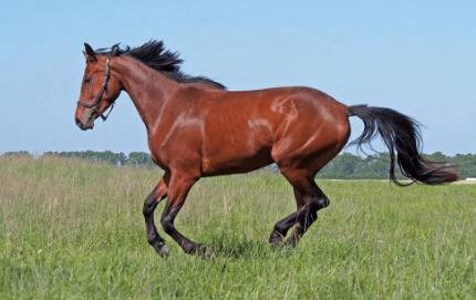 马属于什么动物_养驴